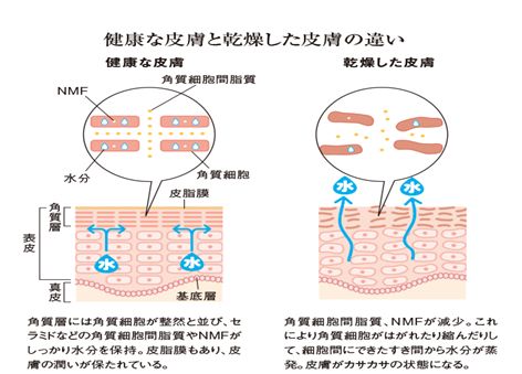 健康な皮膚