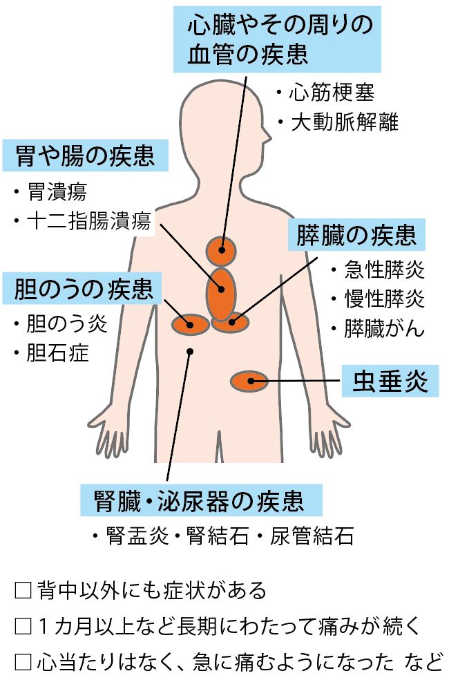 消化器官