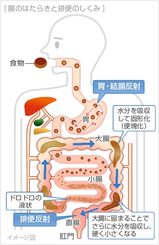 腸の働き