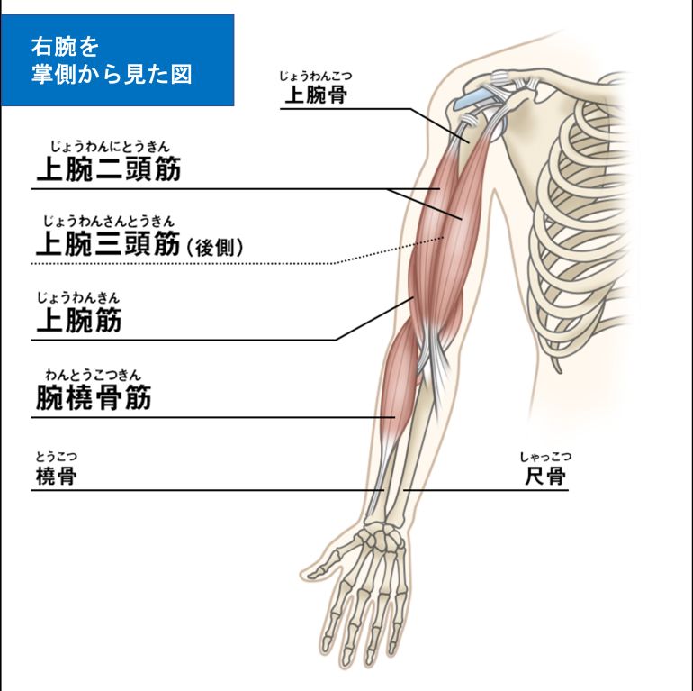 上腕