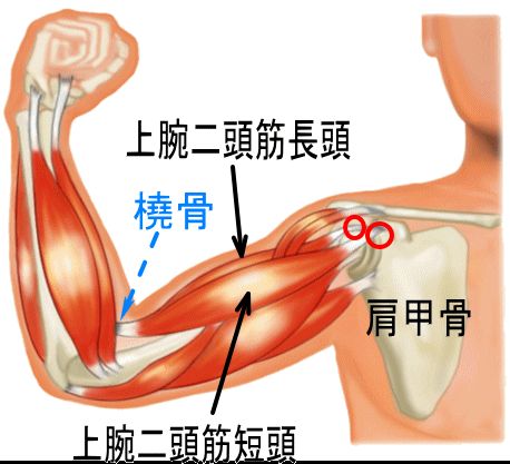 上腕二頭筋