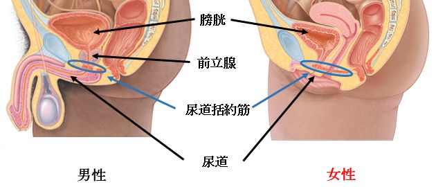 排尿困難