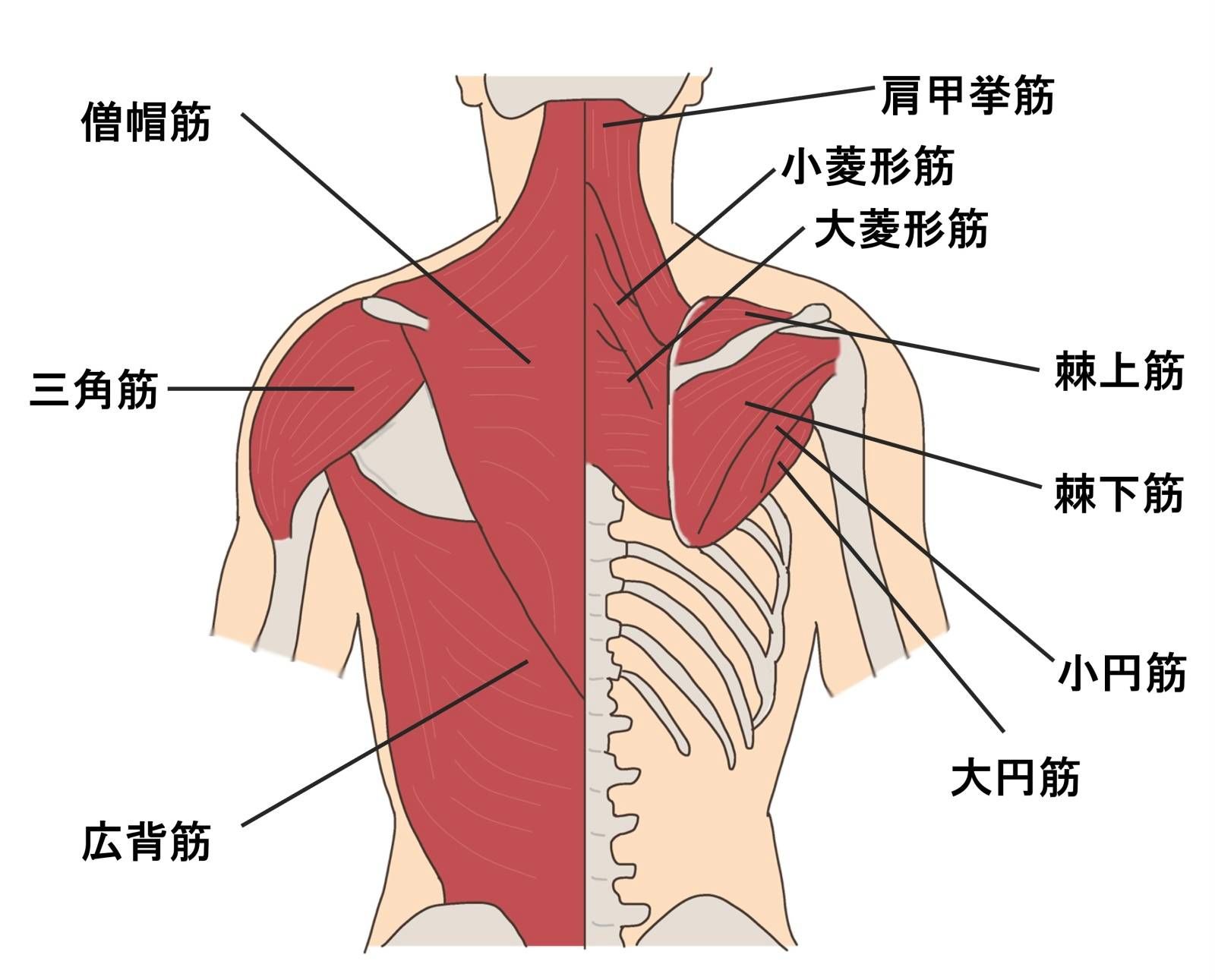 背中の筋肉