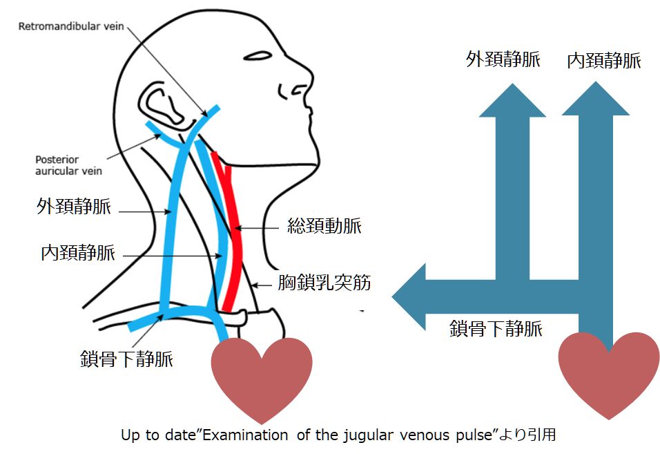 静脈