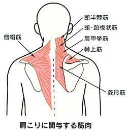 首、肩甲骨