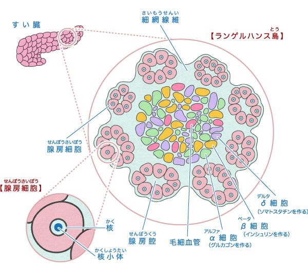 pp細胞