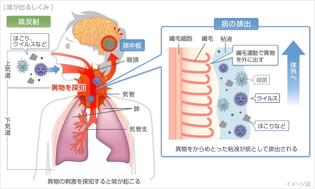 せき