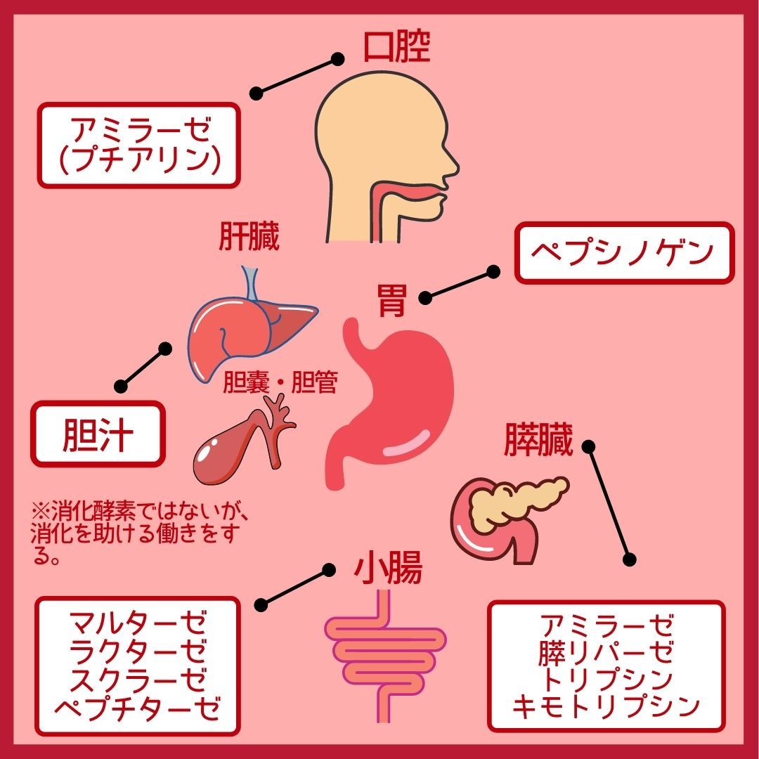 アミラーゼ