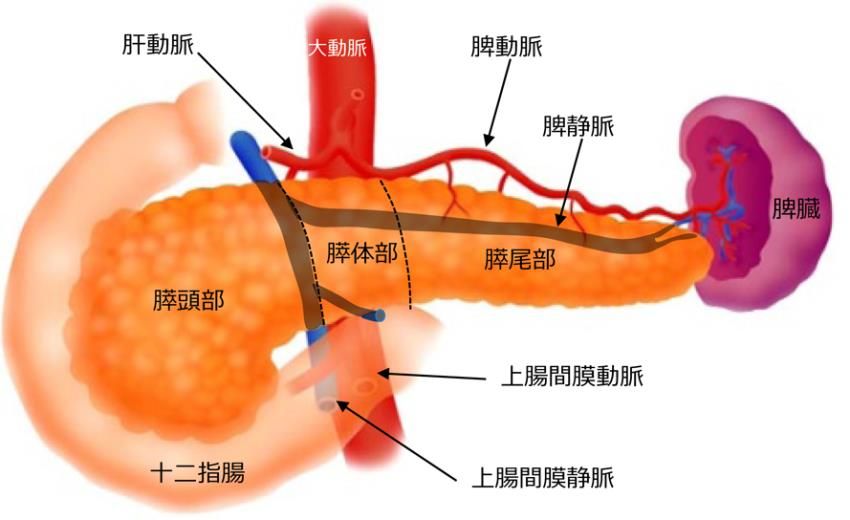 動脈