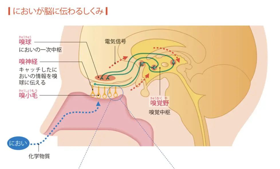 吸郭