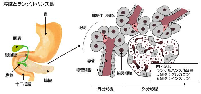 導管