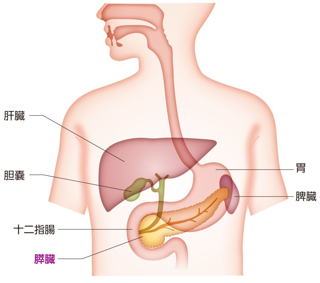 膵臓