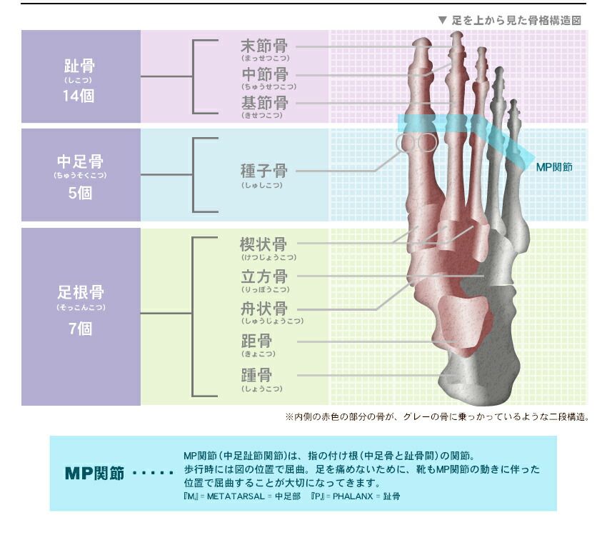 足骨