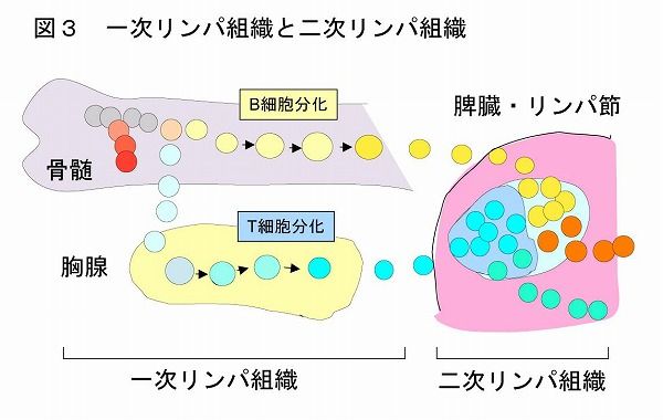 B細胞