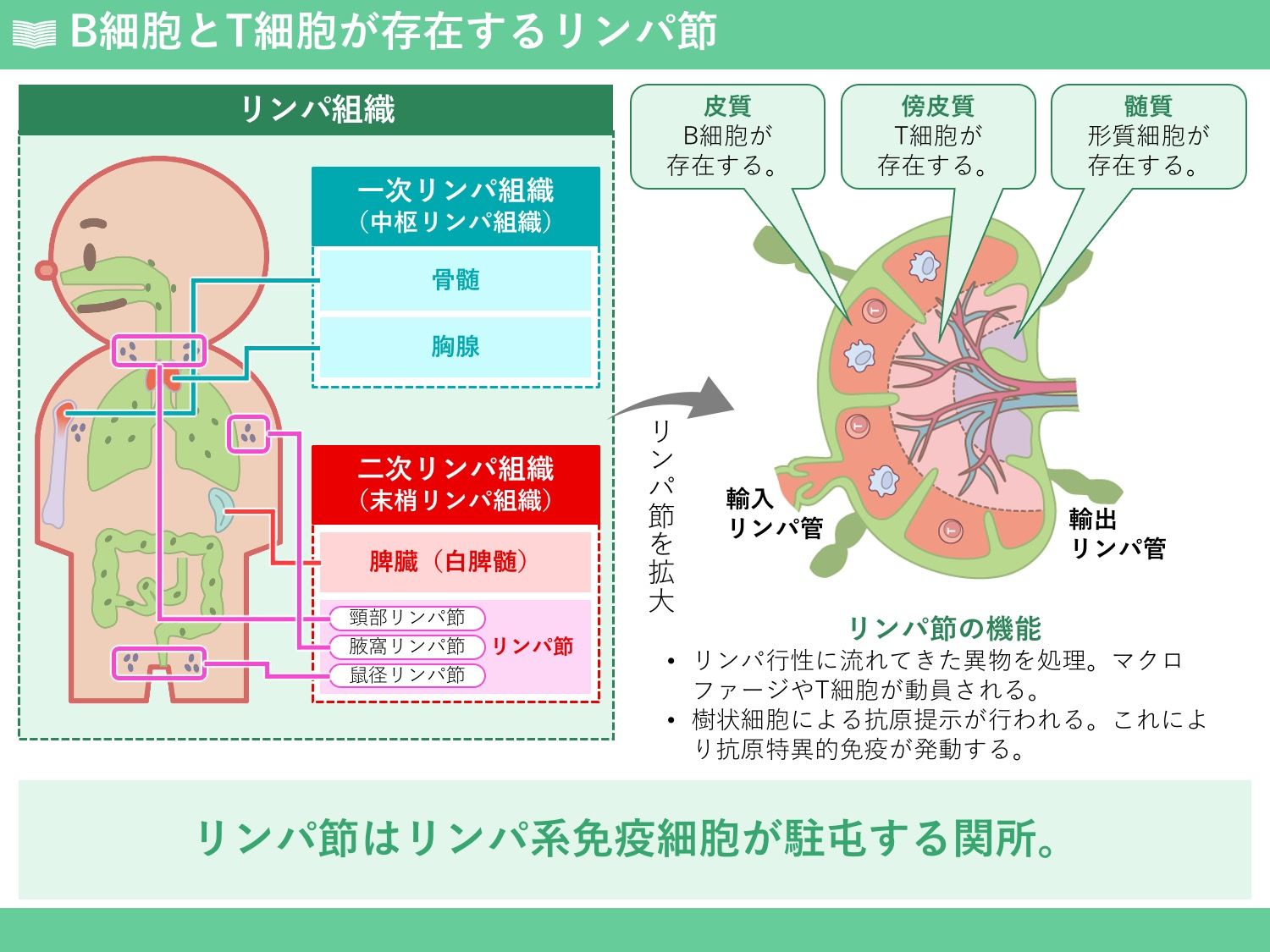 リンパ