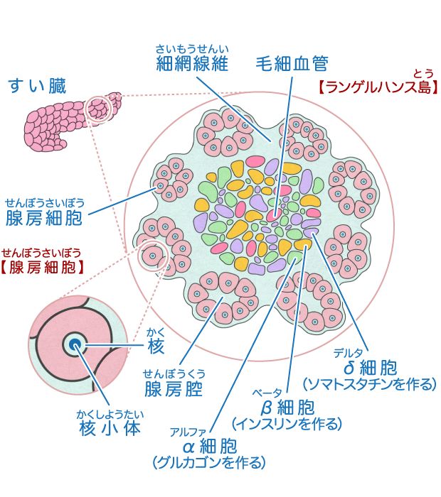 細網