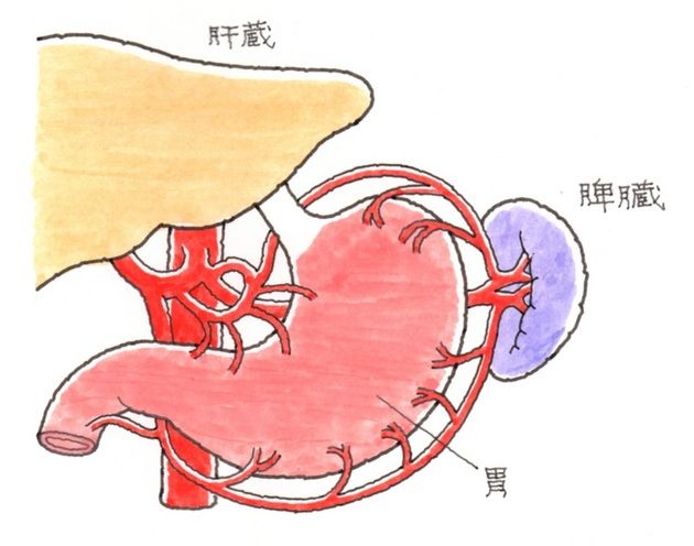 脾臓