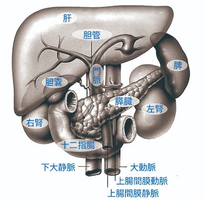 脾臓