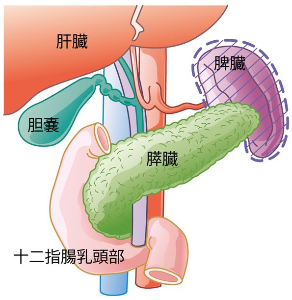 脾臓