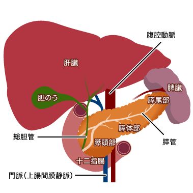 静脈