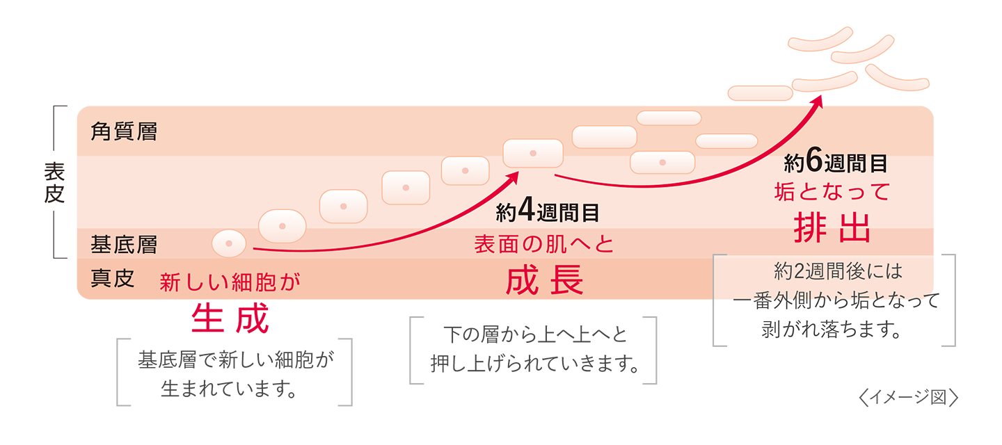 肌 の ターン オーバー
